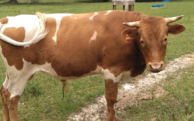 Palmer-Dunn Bull, Reg #5868