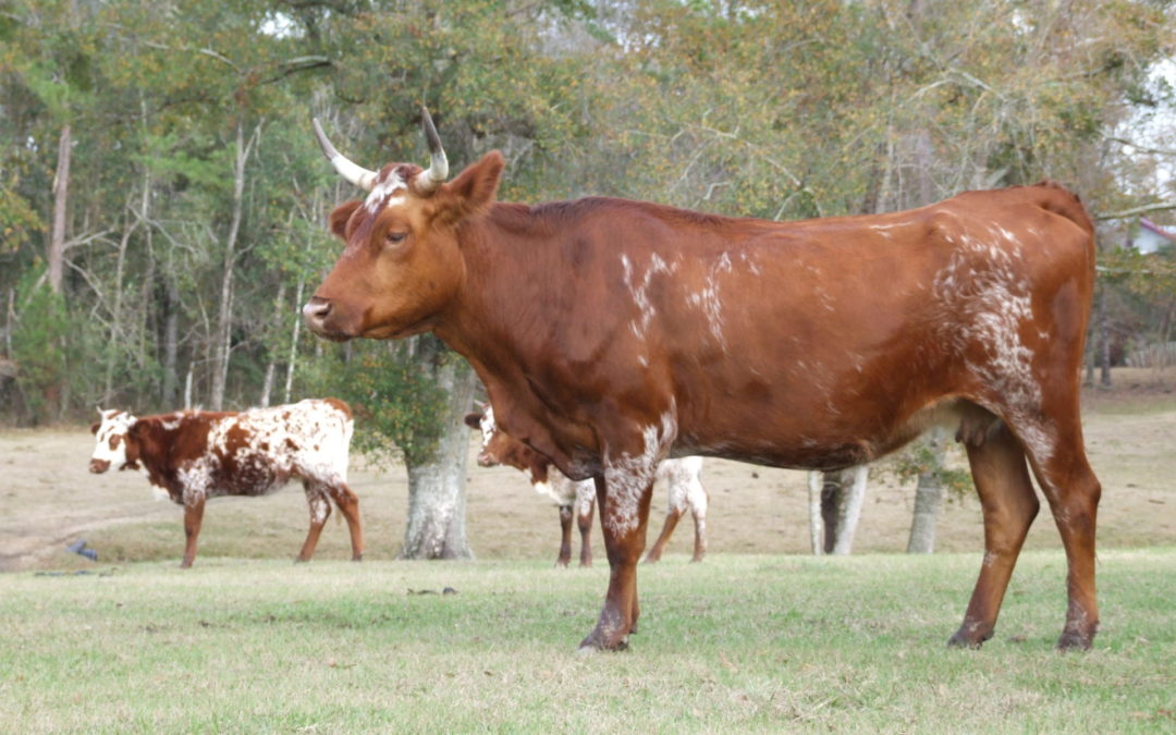 Diamond | Pineywoods Cattle Association