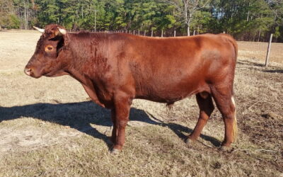 Palmer-Dunn Bull