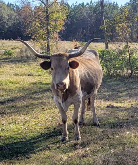 Pineywoods Cattle Association | Dedicated to the preservation of the ...