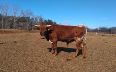 Palmer-Dunn Bull