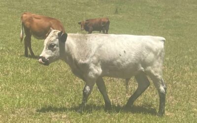 Yearling Bull
