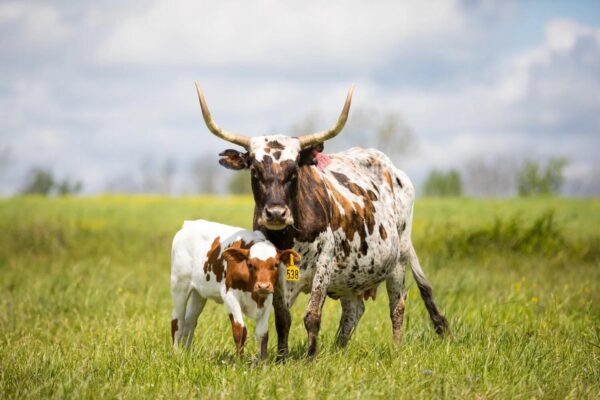 Bois D'Arc Farm