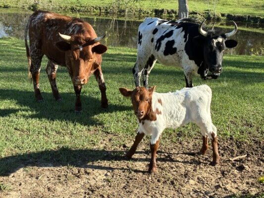 Diamond Bar J Cattle
