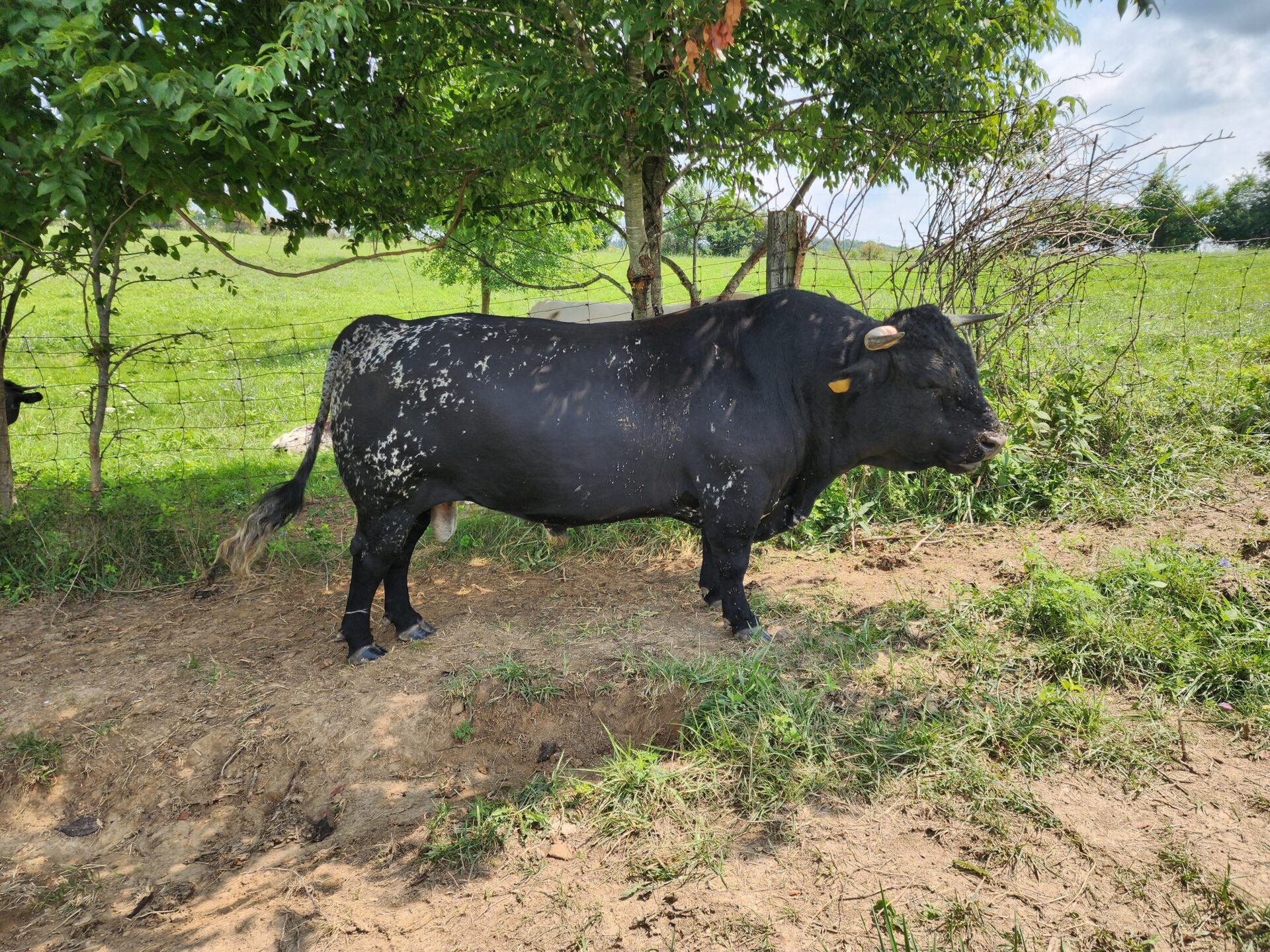 Proven, Gentle Bull