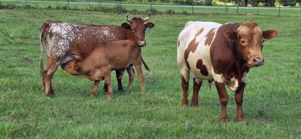 FB_IMG_1786570288731 Elyon Farms