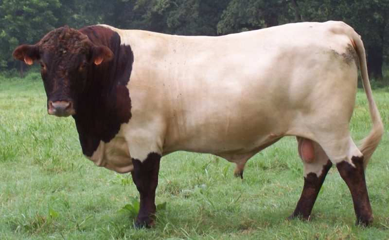 Rascal_Pineywoods-Cattle Ossahatchee Farm